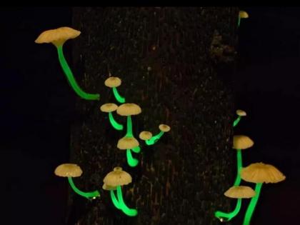 Bioluminescent mushrooms spotted in Goa, govt to organise guided walks | Bioluminescent mushrooms spotted in Goa, govt to organise guided walks Bioluminescent mushrooms spotted in Goa, govt to organise guided walks | Bioluminescent mushrooms spotted in Goa, govt to organise guided walks