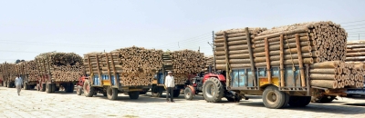 Over 360 tonnes of illegal timber seized in Myanmar in one week | Over 360 tonnes of illegal timber seized in Myanmar in one week
