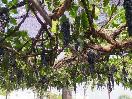 Pune farmer converts terrace into grapes farm, inspires citizens | Pune farmer converts terrace into grapes farm, inspires citizens