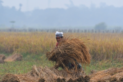 Telangana paddy farmers urged to grow alternate crops | Telangana paddy farmers urged to grow alternate crops