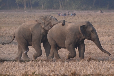 Bee-fences under Honey Mission Programme aim to reduce elephant attacks | Bee-fences under Honey Mission Programme aim to reduce elephant attacks