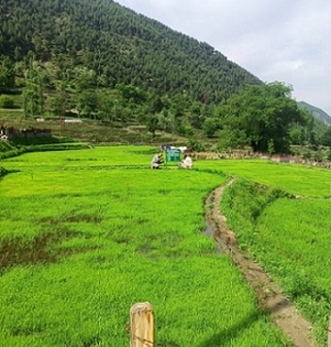 Basmati to saffron, cherry to strawberry - the story of peace and development in Kashmir | Basmati to saffron, cherry to strawberry - the story of peace and development in Kashmir
