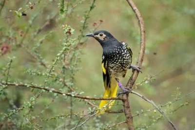 Life in captivity impacts Australian birds' wild survival chances | Life in captivity impacts Australian birds' wild survival chances