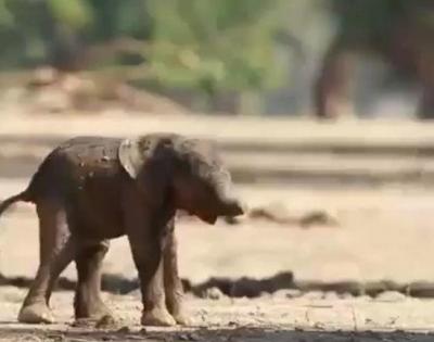 Baby elephant first walk amuses netizens | Baby elephant first walk amuses netizens Baby elephant first walk amuses netizens | Baby elephant first walk amuses netizens