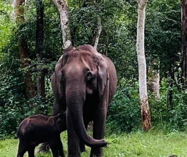 Elephant, injured calf spotted by Rahul Gandhi in K'taka return to forest | Elephant, injured calf spotted by Rahul Gandhi in K'taka return to forest Elephant, injured calf spotted by Rahul Gandhi in K'taka return to forest | Elephant, injured calf spotted by Rahul Gandhi in K'taka return to forest