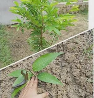 UP to plant 30cr saplings in 2021 | UP to plant 30cr saplings in 2021 UP to plant 30cr saplings in 2021 | UP to plant 30cr saplings in 2021