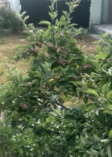 Thieves steal 400 high density apple trees of physically challenged farmer in J&K’s Shopian | Thieves steal 400 high density apple trees of physically challenged farmer in J&K’s Shopian Thieves steal 400 high density apple trees of physically challenged farmer in J&K’s Shopian | Thieves steal 400 high density apple trees of physically challenged farmer in J&K’s Shopian
