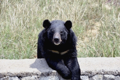 Eight injured in bear attack in Andhra | Eight injured in bear attack in Andhra Eight injured in bear attack in Andhra | Eight injured in bear attack in Andhra