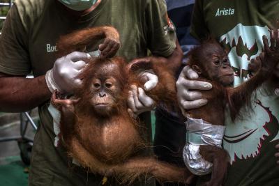 Indonesia's nature reserve welcomes new baby orangutan | Indonesia's nature reserve welcomes new baby orangutan Indonesia's nature reserve welcomes new baby orangutan | Indonesia's nature reserve welcomes new baby orangutan
