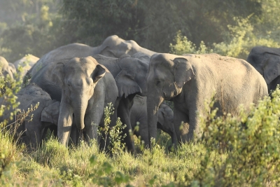 TN forest officials use bio-repellents to ward off wild elephants | TN forest officials use bio-repellents to ward off wild elephants