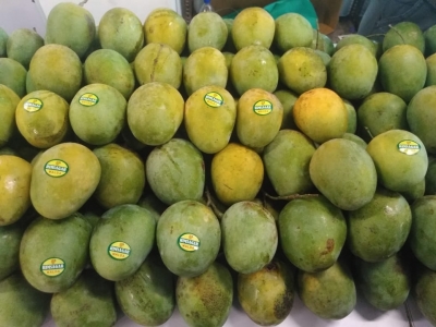 'Banarasi' mangoes in London, Dubai | 'Banarasi' mangoes in London, Dubai