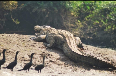 Croc comes calling at a Kerala home | Croc comes calling at a Kerala home Croc comes calling at a Kerala home | Croc comes calling at a Kerala home