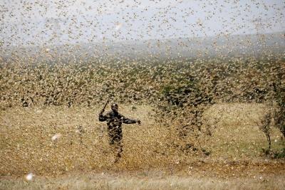Haryana gears up for intense locust attack | Haryana gears up for intense locust attack