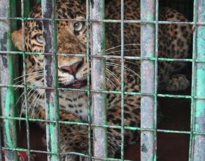 Panther injures 3 in Jaipur district | Panther injures 3 in Jaipur district Panther injures 3 in Jaipur district | Panther injures 3 in Jaipur district