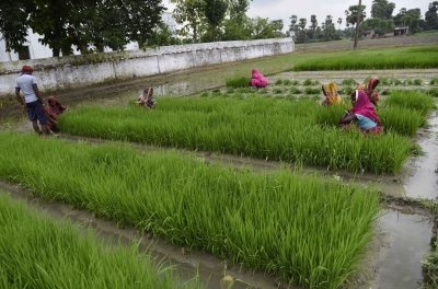 20,000 acres of paddy damaged in rains in TN's delta districts | 20,000 acres of paddy damaged in rains in TN's delta districts