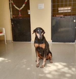 Sniffer dog runs 12 km, helps nab murder accused in Karnataka | Sniffer dog runs 12 km, helps nab murder accused in Karnataka