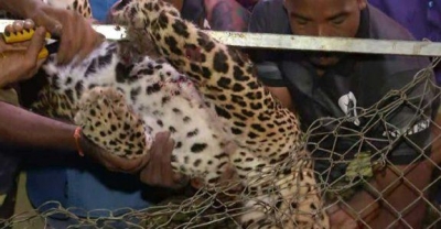 Kerala: Leopard on prowl trapped in chicken cage, dies | Kerala: Leopard on prowl trapped in chicken cage, dies