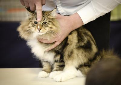 Cats may be catching Covid at far higher rates than thought | Cats may be catching Covid at far higher rates than thought