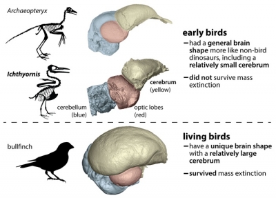 Birds' brain may hold clue why they outlived other dinosaurs | Birds' brain may hold clue why they outlived other dinosaurs