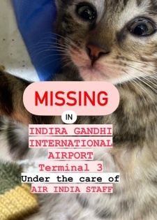 Air India accused of negligence after passenger's pet cat goes missing at Delhi airport | Air India accused of negligence after passenger's pet cat goes missing at Delhi airport