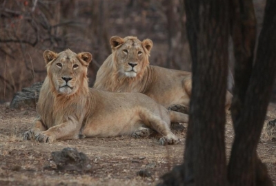 In Pakistan, you can buy lions cheaper than buffaloes | In Pakistan, you can buy lions cheaper than buffaloes In Pakistan, you can buy lions cheaper than buffaloes | In Pakistan, you can buy lions cheaper than buffaloes