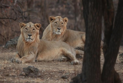 In Pakistan, you can buy lions cheaper than buffaloes | In Pakistan, you can buy lions cheaper than buffaloes