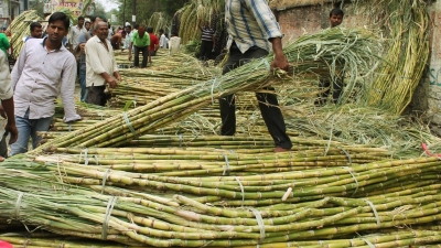 Yogi govt makes record payment to cane growers | Yogi govt makes record payment to cane growers