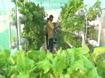 Gujarat teacher turns agriculturist with terrace farming | Gujarat teacher turns agriculturist with terrace farming