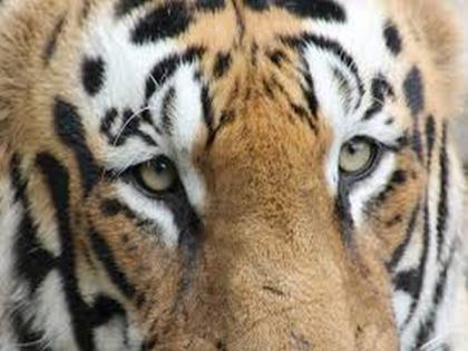 Rescued tigress dies during treatment at Maharashtra's Pench Tiger Reserve | Rescued tigress dies during treatment at Maharashtra's Pench Tiger Reserve