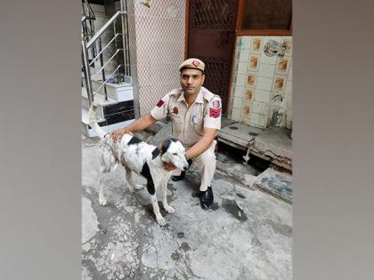 Stray dog stabbed by unidentified person in Delhi's Kalyanpuri | Stray dog stabbed by unidentified person in Delhi's Kalyanpuri Stray dog stabbed by unidentified person in Delhi's Kalyanpuri | Stray dog stabbed by unidentified person in Delhi's Kalyanpuri