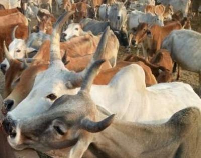 14 cows killed in Telangana road accident | 14 cows killed in Telangana road accident
