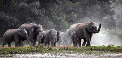 Wild elephants trample tracker to death in Andhra | Wild elephants trample tracker to death in Andhra Wild elephants trample tracker to death in Andhra | Wild elephants trample tracker to death in Andhra