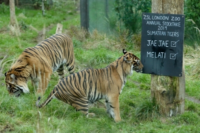 3 critically endangered Sumatran tigers found dead in snares in Indonesia | 3 critically endangered Sumatran tigers found dead in snares in Indonesia