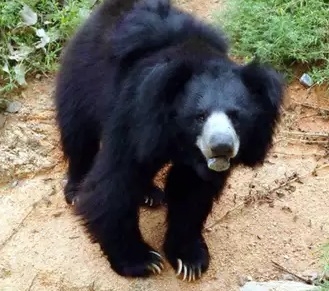 Bear attack in K'taka: Farmer killed before onlookers, body dragged into jungle | Bear attack in K'taka: Farmer killed before onlookers, body dragged into jungle