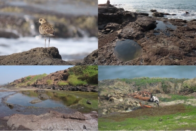 Bird tagged in Mumbai returns home after a long flight to Siberia | Bird tagged in Mumbai returns home after a long flight to Siberia