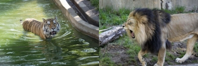 Lions, tigers in US zoo test presumptive positive for Covid | Lions, tigers in US zoo test presumptive positive for Covid