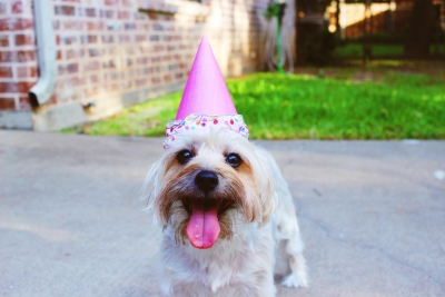 'Pawsome' ways to celebrate your dog's birthday | 'Pawsome' ways to celebrate your dog's birthday