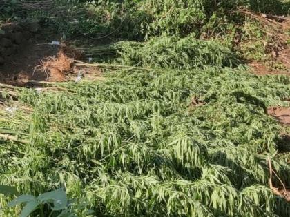2 held in Pune for commercial production of Ganja, over 250 trees recovered | 2 held in Pune for commercial production of Ganja, over 250 trees recovered