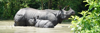 Rhino population in Assam's Kaziranga increases by over 8% | Rhino population in Assam's Kaziranga increases by over 8%