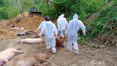 Over 10,600 pigs die of African Swine Fever in Mizoram | Over 10,600 pigs die of African Swine Fever in Mizoram