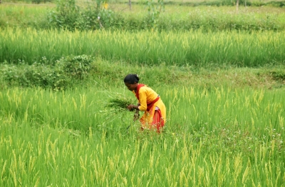 TN procures 1.5 L tonne paddy more than previous year | TN procures 1.5 L tonne paddy more than previous year