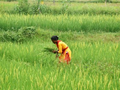 Rain spells relief in TN's Thanjavur as farmers feared withering crops | Rain spells relief in TN's Thanjavur as farmers feared withering crops Rain spells relief in TN's Thanjavur as farmers feared withering crops | Rain spells relief in TN's Thanjavur as farmers feared withering crops