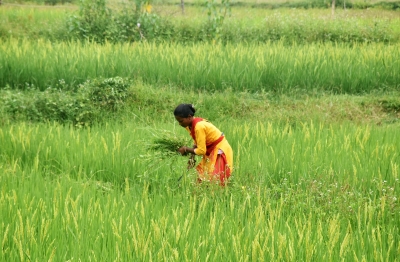 Area sown under kharif crops grows by 3 pc in current season | Area sown under kharif crops grows by 3 pc in current season Area sown under kharif crops grows by 3 pc in current season | Area sown under kharif crops grows by 3 pc in current season