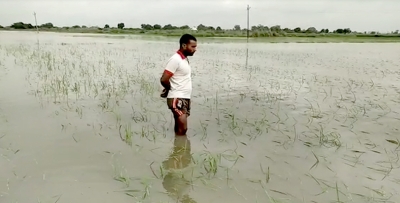 UP farmers want reassessment of crop loss due to rain | UP farmers want reassessment of crop loss due to rain