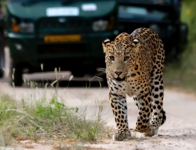 Giving back big cats their space: Jaipur only Indian city to have leopard safaris | Giving back big cats their space: Jaipur only Indian city to have leopard safaris