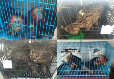 Mizoram: Officials in a fix to accommodate seized animals smuggled from Myanmar | Mizoram: Officials in a fix to accommodate seized animals smuggled from Myanmar