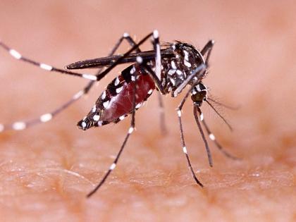 Dengue rages on in UP, hospitals packed to capacity | Dengue rages on in UP, hospitals packed to capacity Dengue rages on in UP, hospitals packed to capacity | Dengue rages on in UP, hospitals packed to capacity