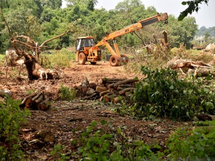 SC asks Bombay HC to decide over felling on Dec 12 | SC asks Bombay HC to decide over felling on Dec 12