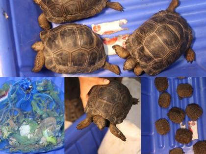 Customs officials rescue different species of wild animals at Bengaluru airport | Customs officials rescue different species of wild animals at Bengaluru airport Customs officials rescue different species of wild animals at Bengaluru airport | Customs officials rescue different species of wild animals at Bengaluru airport
