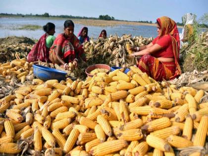 India's maize exports at all-time high of USD 816.31 million | India's maize exports at all-time high of USD 816.31 million India's maize exports at all-time high of USD 816.31 million | India's maize exports at all-time high of USD 816.31 million
